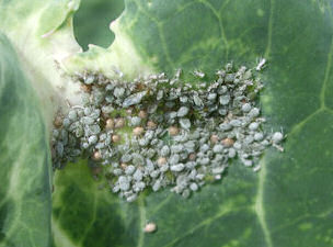 Cabbage white flies making a mess of our brassicas