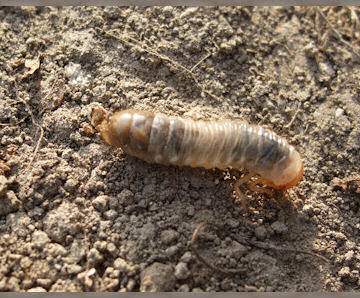 Another (or younger) chafer larvae
