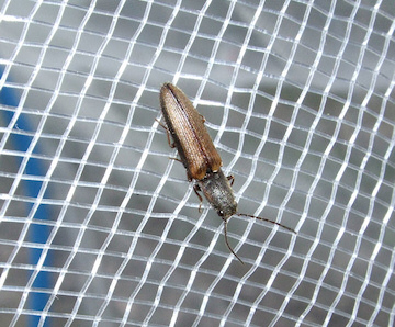 Click beetle (Athous haemorrhoidalis)