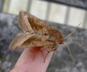 Rosy Rustic moth