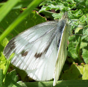 Small White or Green veined butterfly