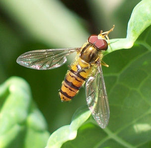 A helpful hoverfly