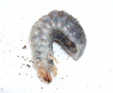 Chafer Larvae