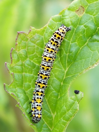 Mullein Moth Caterpillar