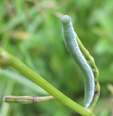 Orange Tip Butterfly Caterpillar