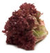 lettuce